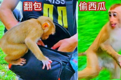 nz网红吃瓜小猴子,新西兰网红“吃瓜小猴子”带你领略异国美食风潮