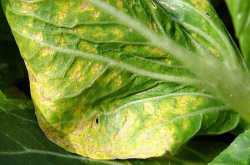 白菜霜霉病,症状、防治与综合管理策略